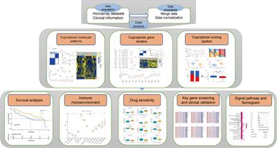 A comprehensive cuproptosis score and associated gene signatures reveal prognostic and immunological features of idiopathic pulmonary fibrosis